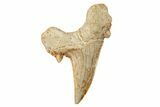 Fossil Shark Tooth (Otodus) - Large Specimen #259891-1